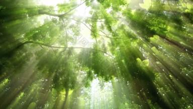 森林里阳光灿烂的树的最底层视图
